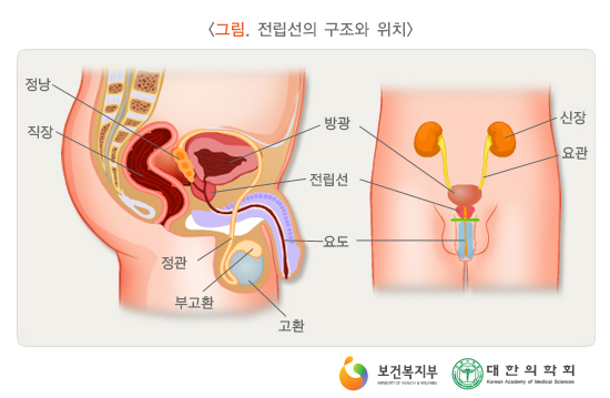 그림. 전립선의 구조와 위치 보건복지부, 대한의학회